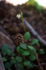 Attēlu rezultāti vaicājumam “Pyrola chlorantha”