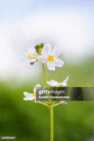 Attēlu rezultāti vaicājumam “Hottonia palustris flower”