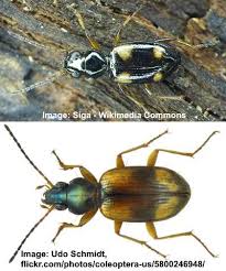 Attēlu rezultāti vaicājumam “Bembidion quadrimaculatum”