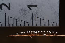 Attēlu rezultāti vaicājumam “Didymium bahiense macro”