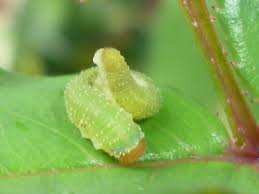 Attēlu rezultāti vaicājumam “Allantus cinctus”