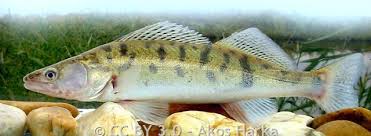 Image result for Sander canadensis