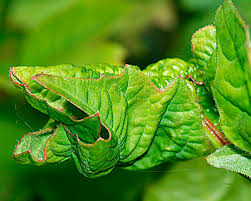Attēlu rezultāti vaicājumam “Aphelia viburniana”