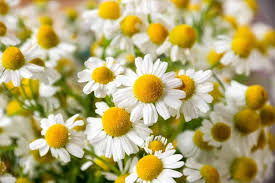 Attēlu rezultāti vaicājumam “Matricaria chamomilla”