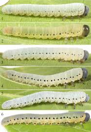 Attēlu rezultāti vaicājumam “Gynaephora selenitica larva”