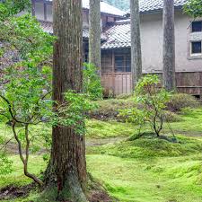 Attēlu rezultāti vaicājumam “Thuidium delicatulum”