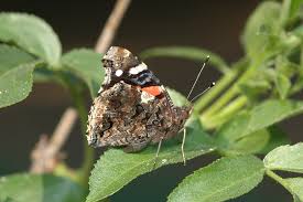 Attēlu rezultāti vaicājumam “Vanessa atalanta”