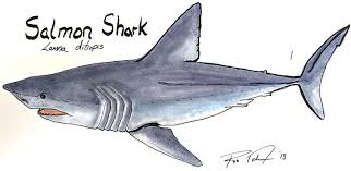 Image result for Lamna ditropis