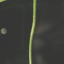 Attēlu rezultāti vaicājumam “Moehringia lateriflora”