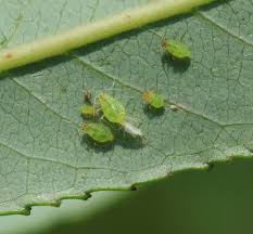 Attēlu rezultāti vaicājumam “Chaitophorus populeti”