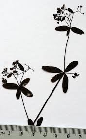 Attēlu rezultāti vaicājumam “Galium elongatum leaf”