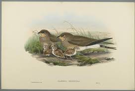 Image result for Glareola pratincola