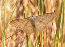 Attēlu rezultāti vaicājumam “Idaea straminata”