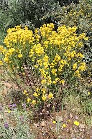 Image result for Johanniskraut