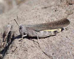 Attēlu rezultāti vaicājumam “Orthoptera”