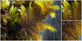 Attēlu rezultāti vaicājumam “Homalothecium sericeum”