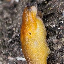 Attēlu rezultāti vaicājumam “Malacolimax tenellus”