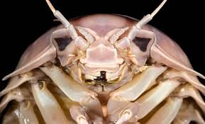 Image result for Seabug Divers