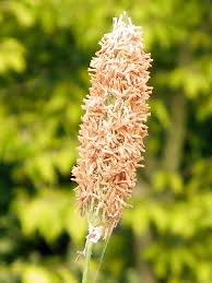 Attēlu rezultāti vaicājumam “Alopecurus pratensis flower”