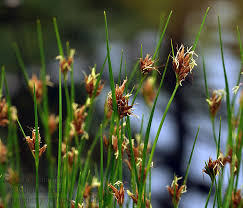 Attēlu rezultāti vaicājumam “Rhynchospora fusca”