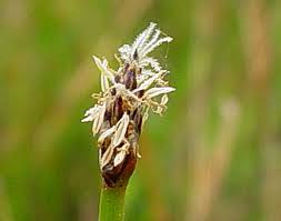 Attēlu rezultāti vaicājumam “Eleocharis uniglumis fruit”
