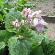 Image result for Salvie