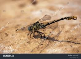 Attēlu rezultāti vaicājumam “Onychogomphus forcipatus”