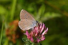 Attēlu rezultāti vaicājumam “Cyaniris semiargus”
