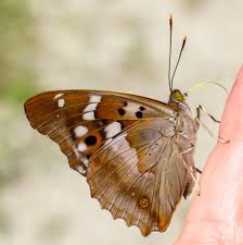 Attēlu rezultāti vaicājumam “Apatura ilia underside”