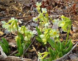 Attēlu rezultāti vaicājumam “Primula elatior flower”