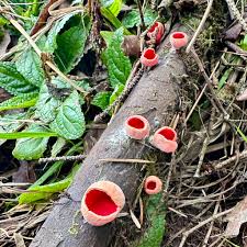 Attēlu rezultāti vaicājumam “Sarcoscypha austriaca var. lutea”