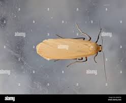 Attēlu rezultāti vaicājumam “Eilema depressa”