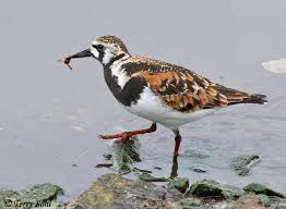 Attēlu rezultāti vaicājumam “Arenaria interpres adult”