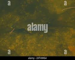 Image result for Eugerres plumieri