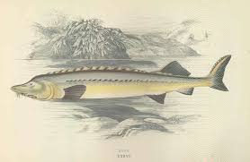 Image result for Huso brevirostrum