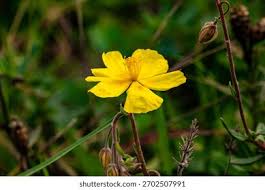 Attēlu rezultāti vaicājumam “Helianthemum nummularium leaf”