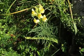 Attēlu rezultāti vaicājumam “Linaria loeselii leaf”