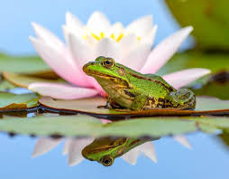 Attēlu rezultāti vaicājumam “Pelophylax”