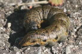 Attēlu rezultāti vaicājumam “Cucullia lucifuga larva”