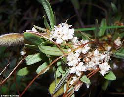 Attēlu rezultāti vaicājumam “Cuscuta epithymum subsp. trifolii flower”