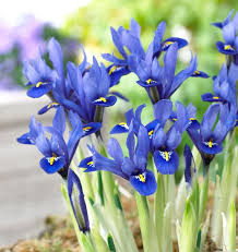 Image result for Iris