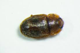 Attēlu rezultāti vaicājumam “Epuraea sp.”