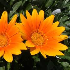 Image result for Gazanien