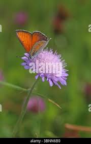 Attēlu rezultāti vaicājumam “Lycaena hippothoe male”