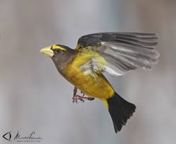 Image result for Hesperiphona vespertina