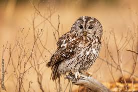 Image result for Strix aluco