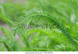Attēlu rezultāti vaicājumam “Achillea millefolium leaf”