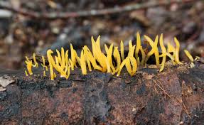 Attēlu rezultāti vaicājumam “Calocera pallidospathulata”