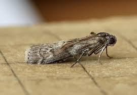 Attēlu rezultāti vaicājumam “Phycita roborella”