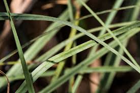 Attēlu rezultāti vaicājumam “Cladium mariscus bud”